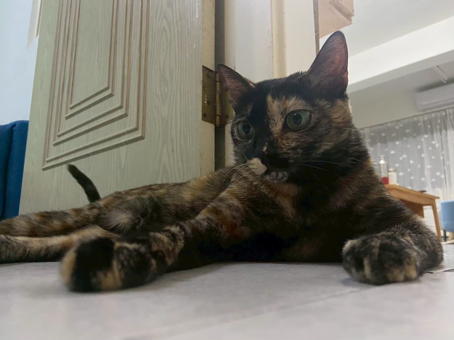 可愛的貓 — 寵物保養品品牌故事